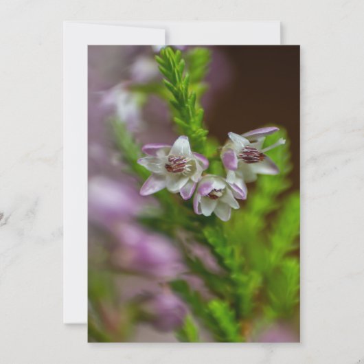 Heather Spring flower evergreen bloom paars Kaart (Voorkant)