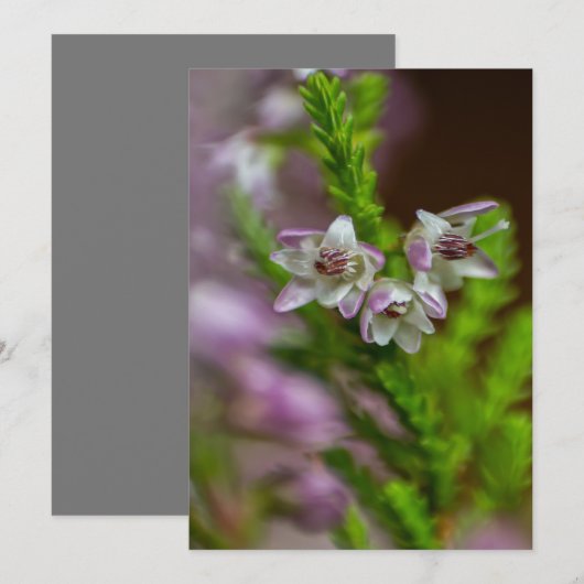 Heather Spring flower evergreen bloom paars Kaart (Voorkant / Achterkant)