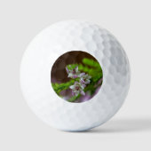 Heather Spring flower evergreen bloom paars wit Golfballen (Voorkant)