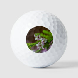 Heather Spring flower evergreen bloom paars wit Golfballen