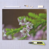 Heather Spring flower evergreen bloom paars wit Tissuepapier (Craft)