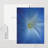 Heavenly Blue Morning Glory Close-up Briefkaart (Voorkant / Achterkant)