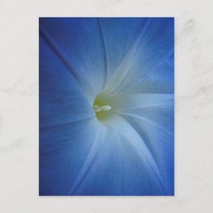 Heavenly Blue Morning Glory Close-up Briefkaart