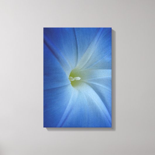 Heavenly Blue Morning Glory Flower Canvas Afdruk (Voorkant)