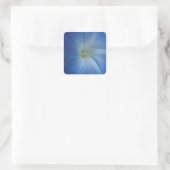 Heavenly Blue Morning Glory Flower Vierkante Sticker (Tas)