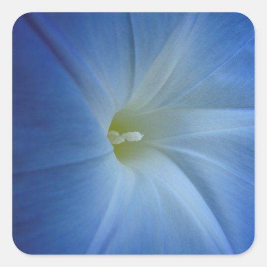 Heavenly Blue Morning Glory Flower Vierkante Sticker (Voorkant)