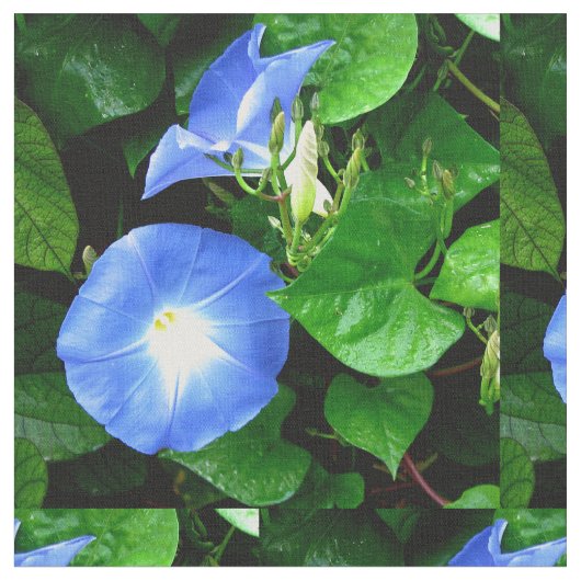 Heavenly Blue Morning Glory Stof (Close Up)