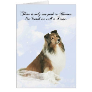 Heavenly Grace Sheltie