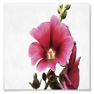 Heavenly Pink Hollyhock Malva Flower Foto Afdruk