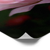 Heavenly Pink Rose Flower Art Foto schilderen Poster (Hoek)