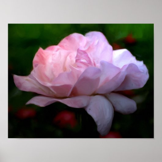 Heavenly Pink Rose Flower Art Foto schilderen Poster (Voorkant)