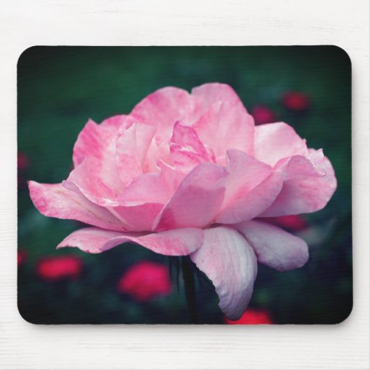 Heavenly Pink Rose Flower Muismat (Voorkant)