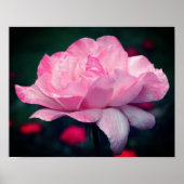 Heavenly Pink Rose Flower Poster (Voorkant)