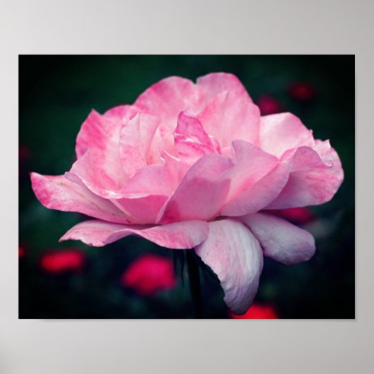 Heavenly Pink Rose Flower Poster (Voorkant)