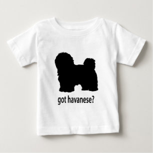 Heb Havanese