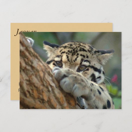 Heb ik het gekregen? briefkaart (Voorkant / Achterkant)