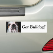 Heb je Bulldog? Bumpersticker (Op auto)