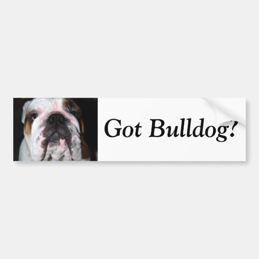 Heb je Bulldog? Bumpersticker (Voorkant)