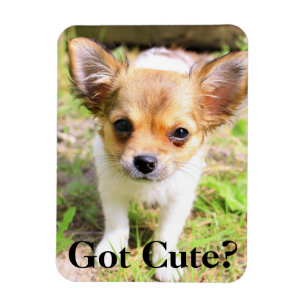 Heb je Cute? Puppy Magneet