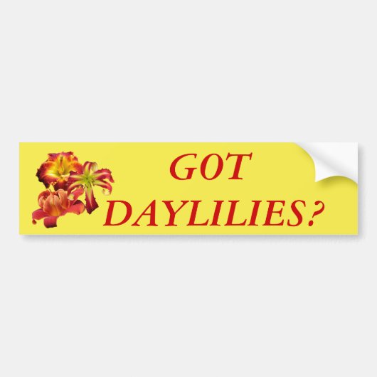 Heb je Daylilies? Bumpersticker (Voorkant)