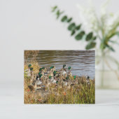 Heb je Ducks? Briefkaart (Staand voorkant)