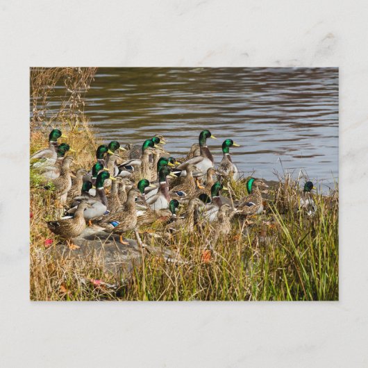 Heb je Ducks? Briefkaart (Voorkant)