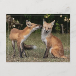 Heb je een mint? briefkaart