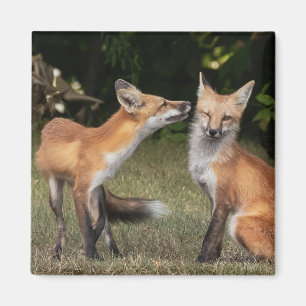 Heb je een mint? magneet