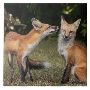 Heb je een mint? tegeltje