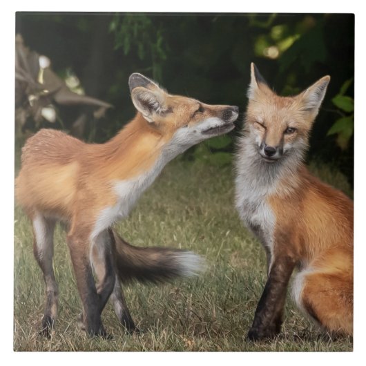 Heb je een mint? tegeltje (Voorkant)