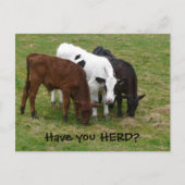 Heb je HERD? Drie Briefkaarten koeien (Voorkant)