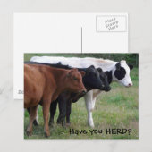 Heb je HERD? Drie Briefkaarten koeien (Voorkant / Achterkant)