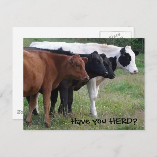 Heb je HERD? Drie Briefkaarten koeien (Voorkant / Achterkant)