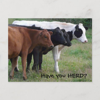 Heb je HERD? Drie Briefkaarten koeien