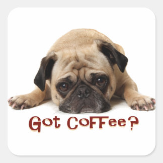 Heb je koffie? Pug Sticker
