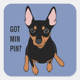Heb je min. pin? Miniatuur Pinscher (Zwart) Sticke Vierkante Sticker