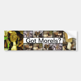 Heb je Morels? Paddenstoelen Bumpersticker