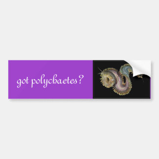 Heb je polychaetae? bumpersticker