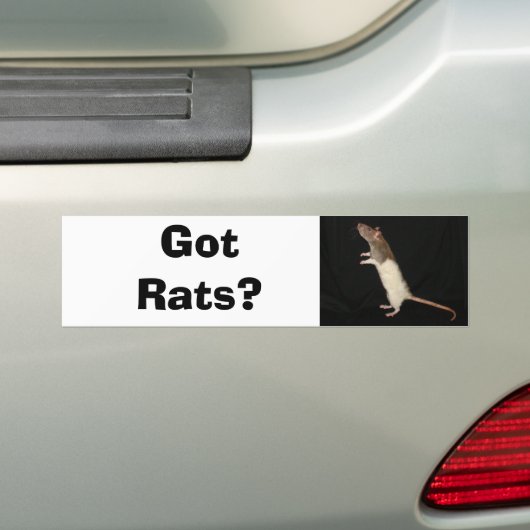 Heb je Rats? Bumpersticker (Op auto)