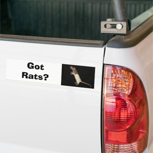 Heb je Rats? Bumpersticker (Op Truck)