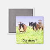 Heb je schapen? Border Collie magneet (Voorkant / Achterkant)