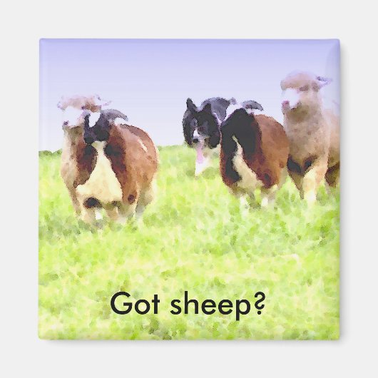 Heb je schapen? Border Collie magneet (Voorkant)