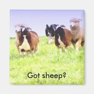 Heb je schapen? Border Collie magnet