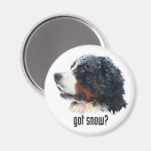 Heb je sneeuw? Bernese Magnet (Voorkant / Achterkant)