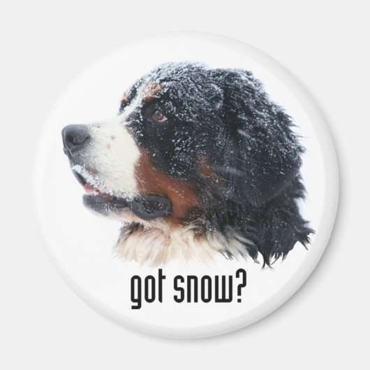 Heb je sneeuw? Bernese Magnet (Voorkant)