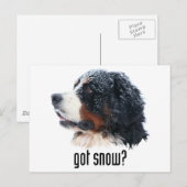 Heb je sneeuw? Bernese Mountain Dog Briefkaart (Voorkant / Achterkant)