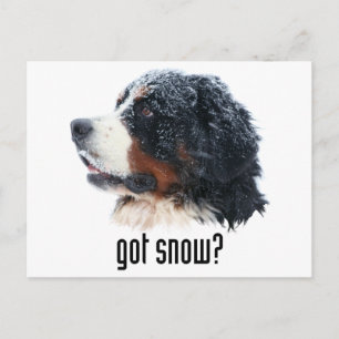 Heb je sneeuw? Bernese Mountain Dog Briefkaart