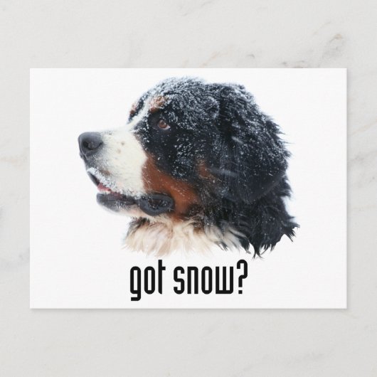 Heb je sneeuw? Bernese Mountain Dog Briefkaart (Voorkant)