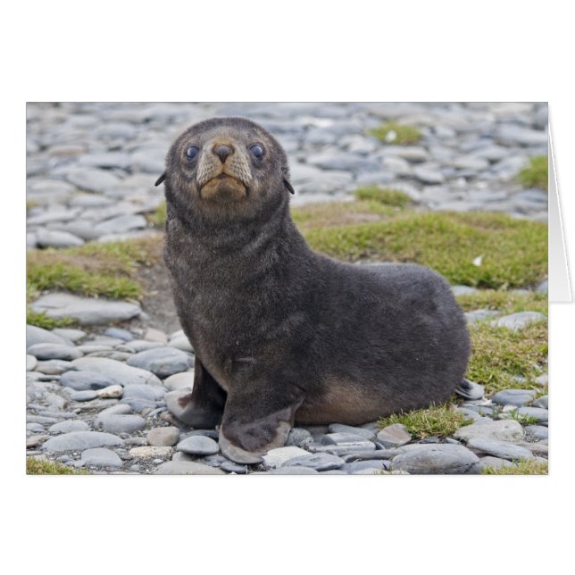 Heb je vis? Kaart (Voorkant Horizontaal)