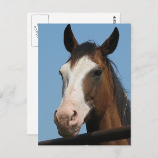 Heb je wortelen? briefkaart (Voorkant / Achterkant)